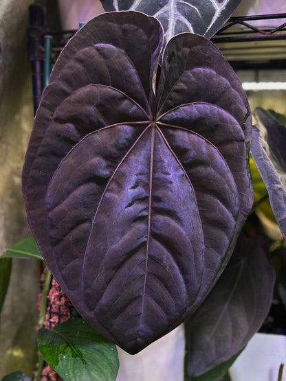 Anthurium dressleri RG (F2 x Black) F2 "Aspis" x "Purple Haze"