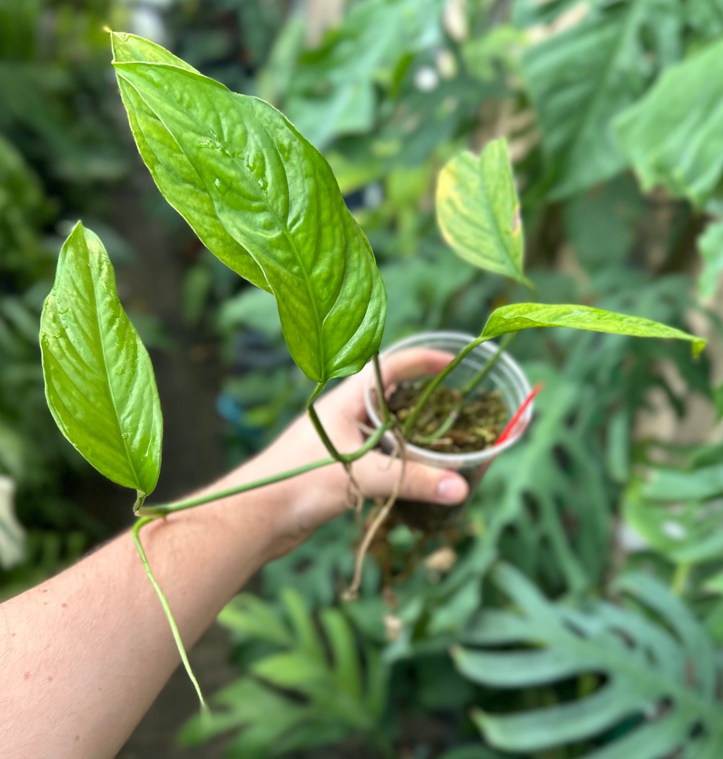 Monstera aff. obliqua “Filamentous”