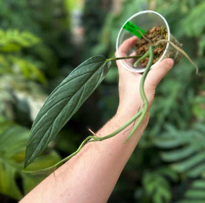 Monstera sp. ‘Curved’