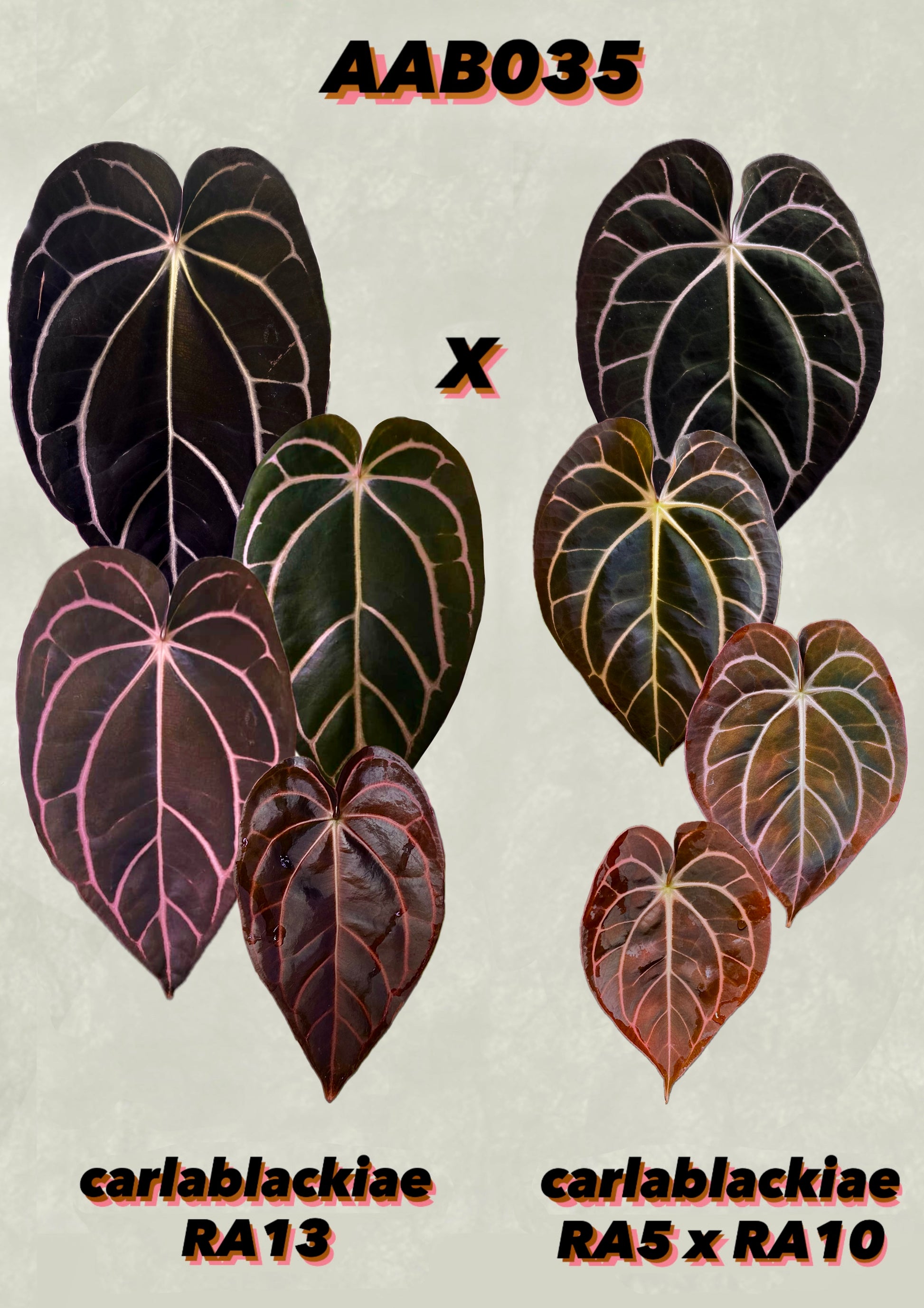 anthurium carlablackiae for sale Anthurium carlablackiae RA13 x (RA5x10)