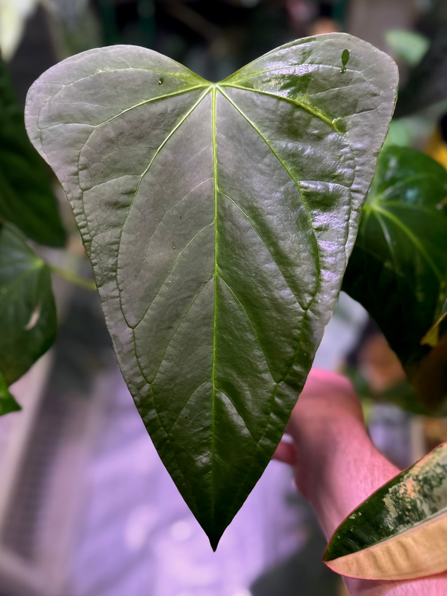 anthurium aff ecuador nse Anthurium “Mr. Worldwide” (Indo x NSE portillae) – AABexotics