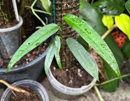 Monstera obliqua Yasuní (Luc)