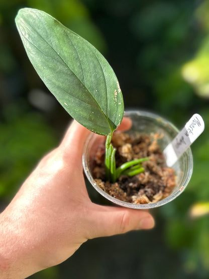 Monstera dwyeri