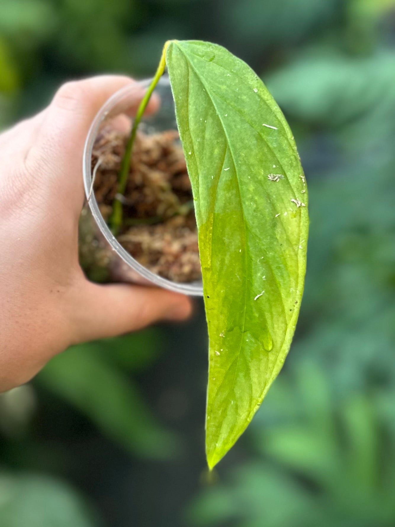 Monstera aff. obliqua “Filamentous”