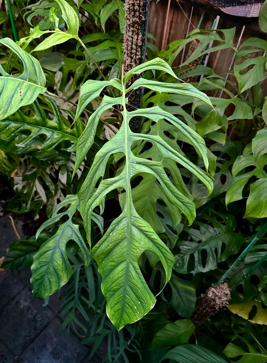 Monstera filamentosa *EXTREMELY RARE*