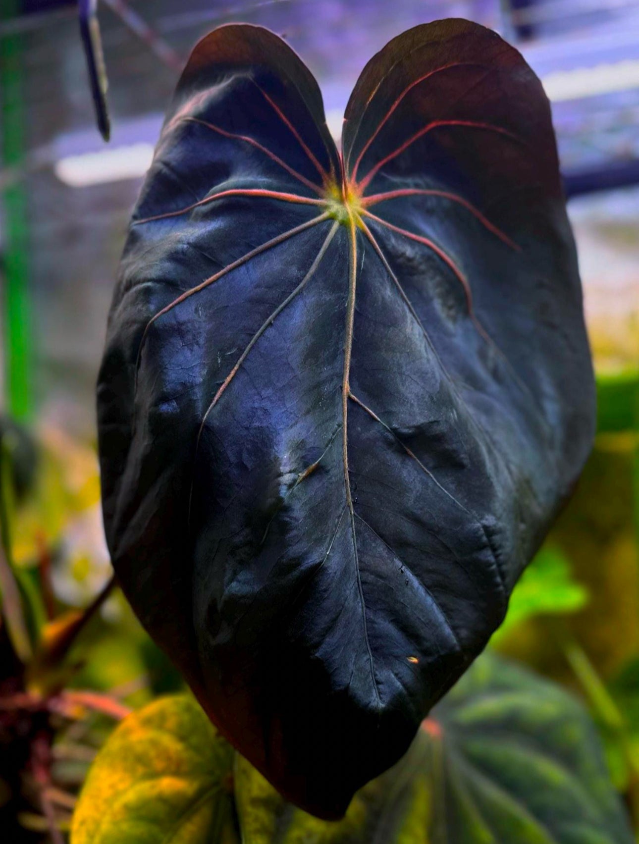 anthurium splendidum Anthurium (papillilaminum A+ x splendidum) x 'Supernova' (dress "Olive – AABexotics