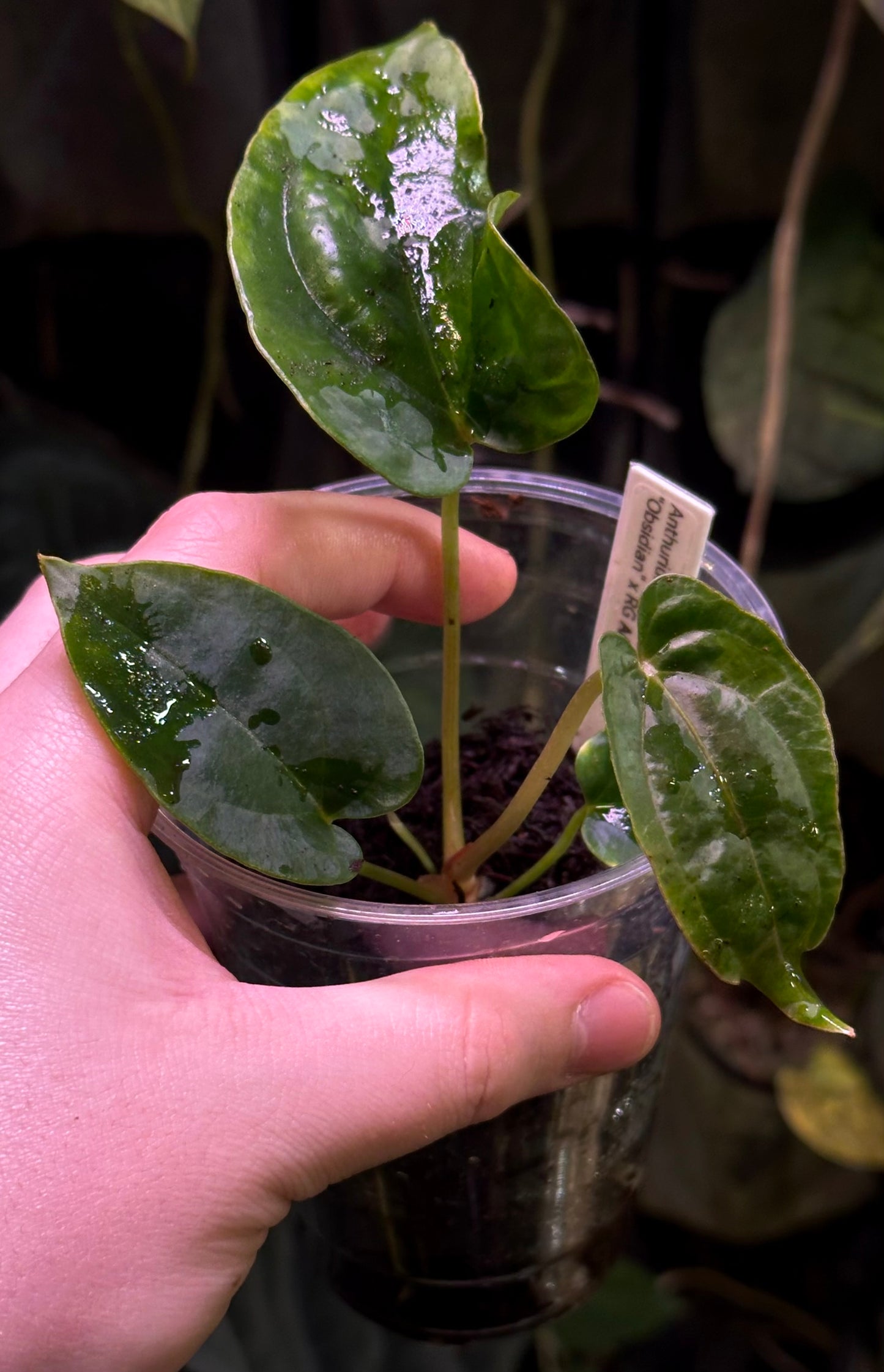 Anthurium dressleri “Obsidian” x RG *seedlings*