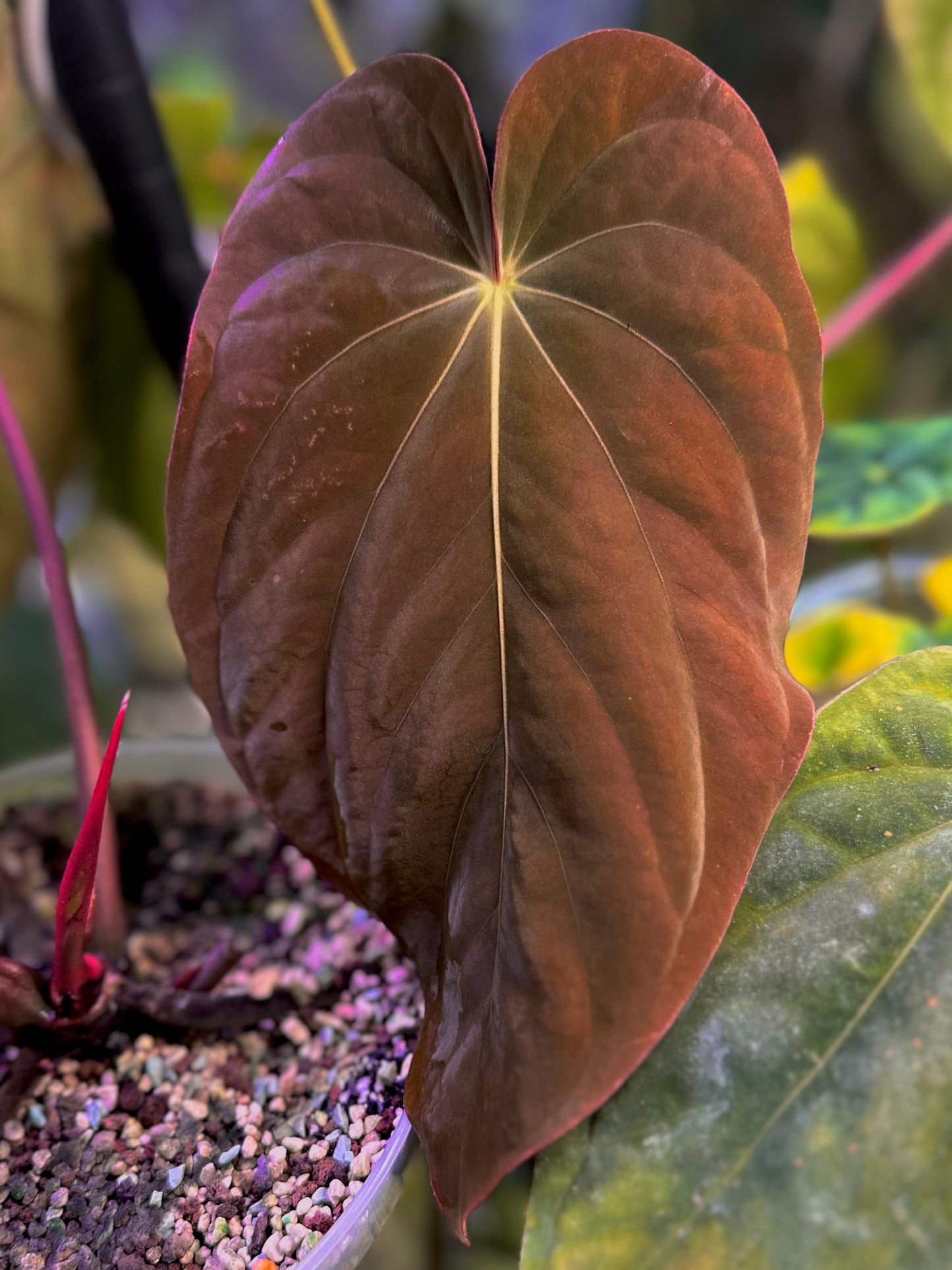 Anthurium antolakii (BVEP) "OG1 x RA1" x "Round x RA1"