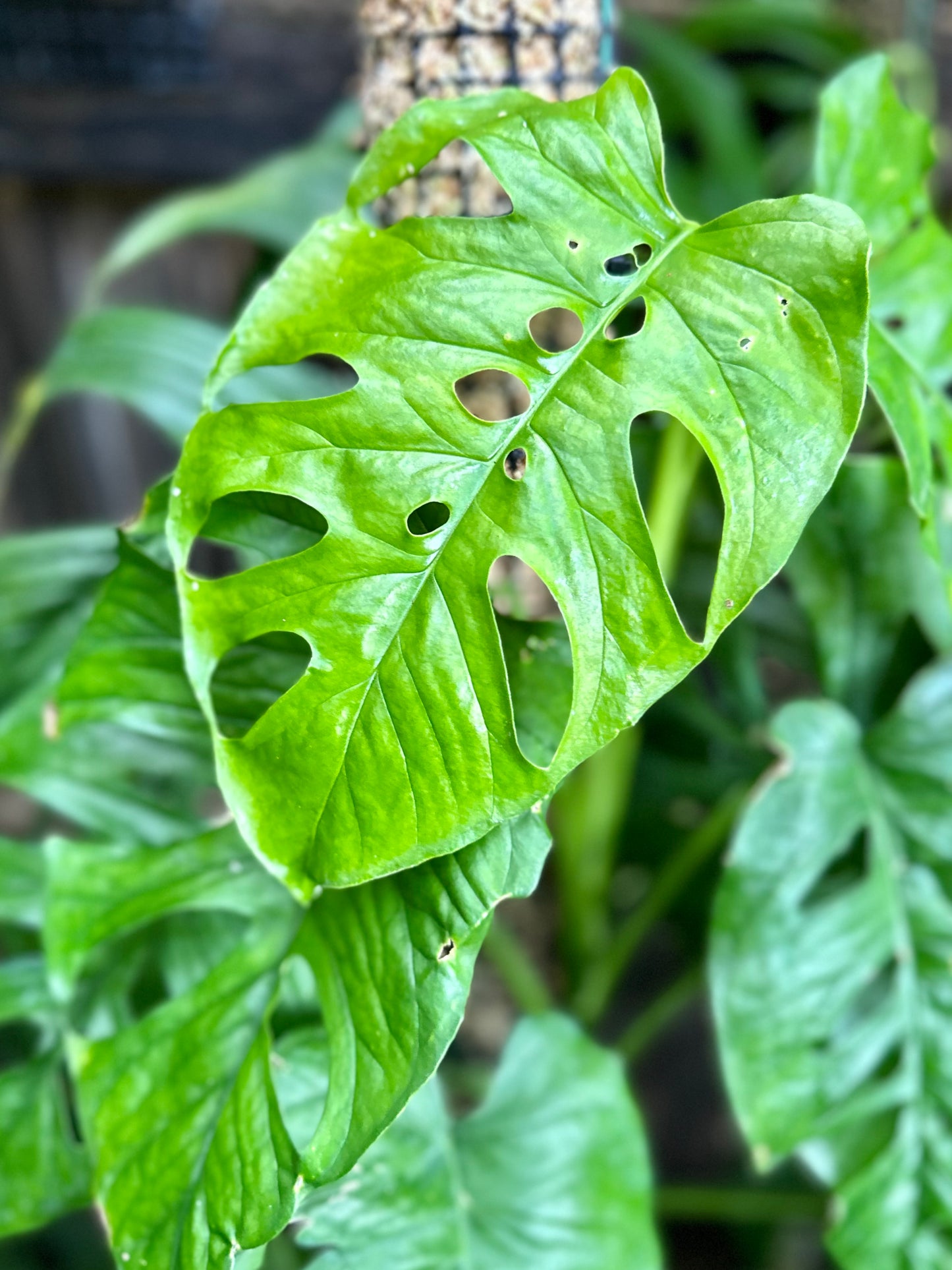 Monstera membranacea (Limón/Caribbean form)