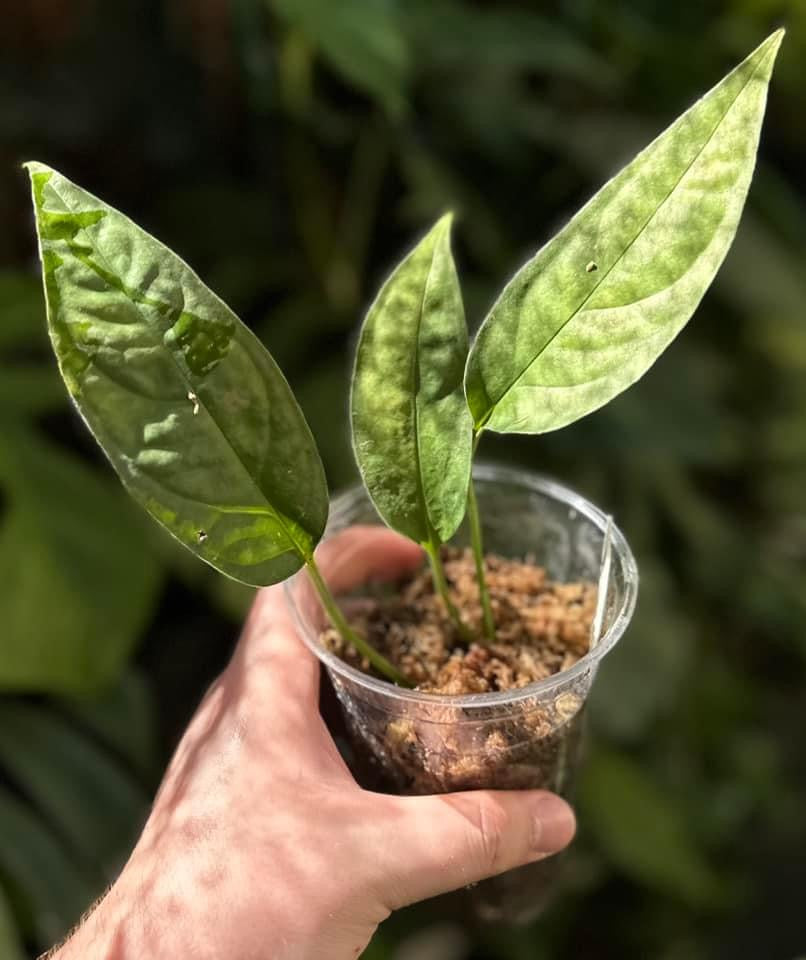 Monstera praetermissa "Amazonas"