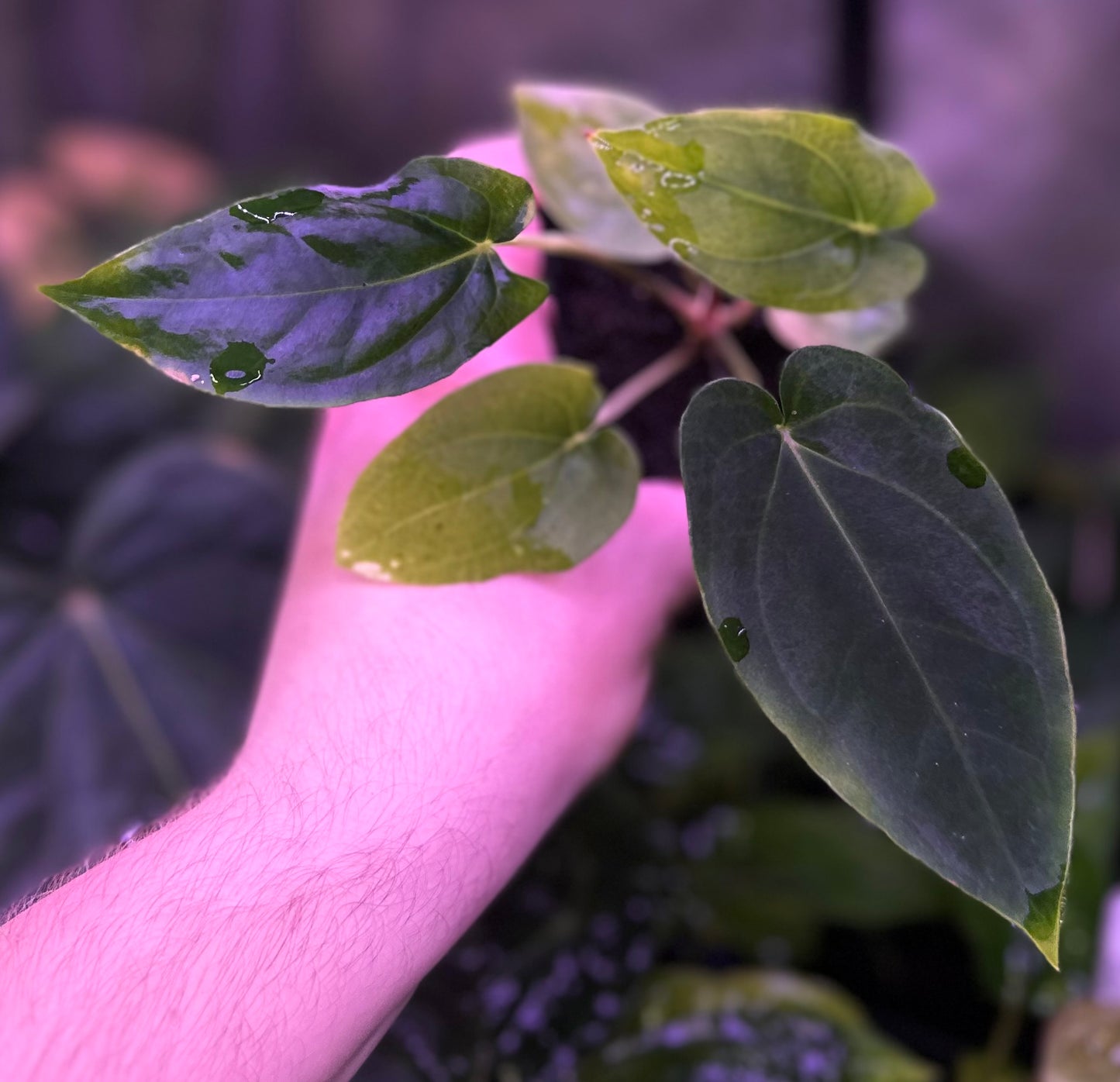 Anthurium (dressleri RG F2 x carlablackiae “Amanda”) x (dressleri “Oliver” x BVEP “Felix”)