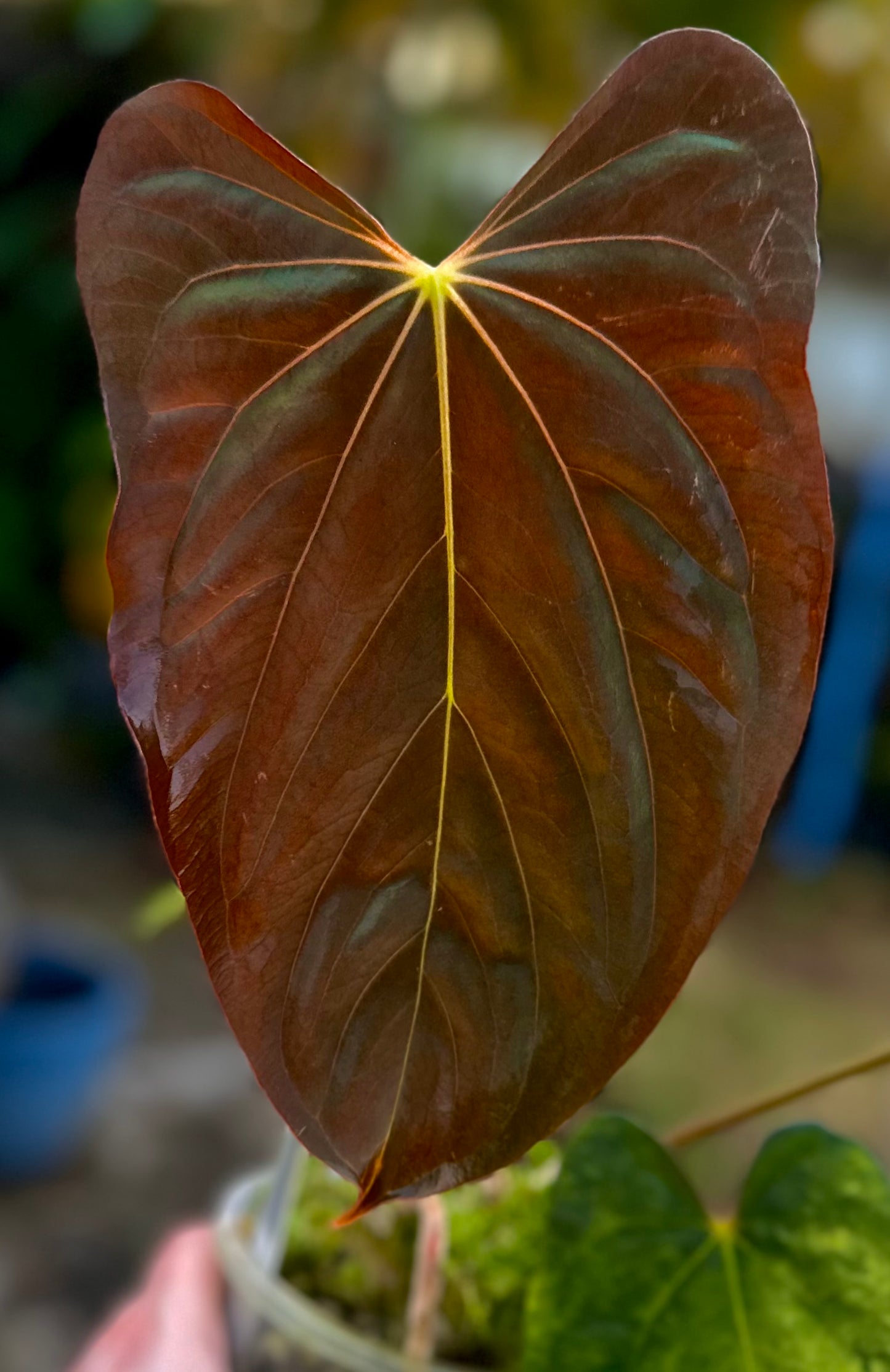 Anthurium papillilaminum ‘RL x FS’ x antolakii (BVEP) ‘Felix’