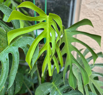 monstera deliciosa brazilian Monstera deliciosa var sierrana – AABexotics