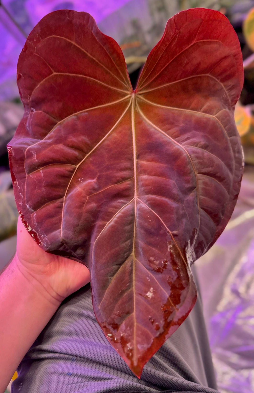 anthurium fairchild x red crystallinum Anthurium (BVEP x NSE red crystallinum) x ((carla x pap) x splendidum) – AABexotics
