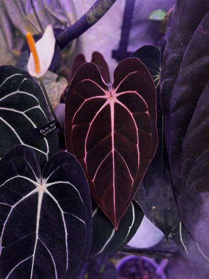Anthurium carlablackiae "Amanda x GPH001" s1