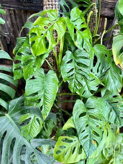 Monstera membranacea (Limón/Caribbean form)