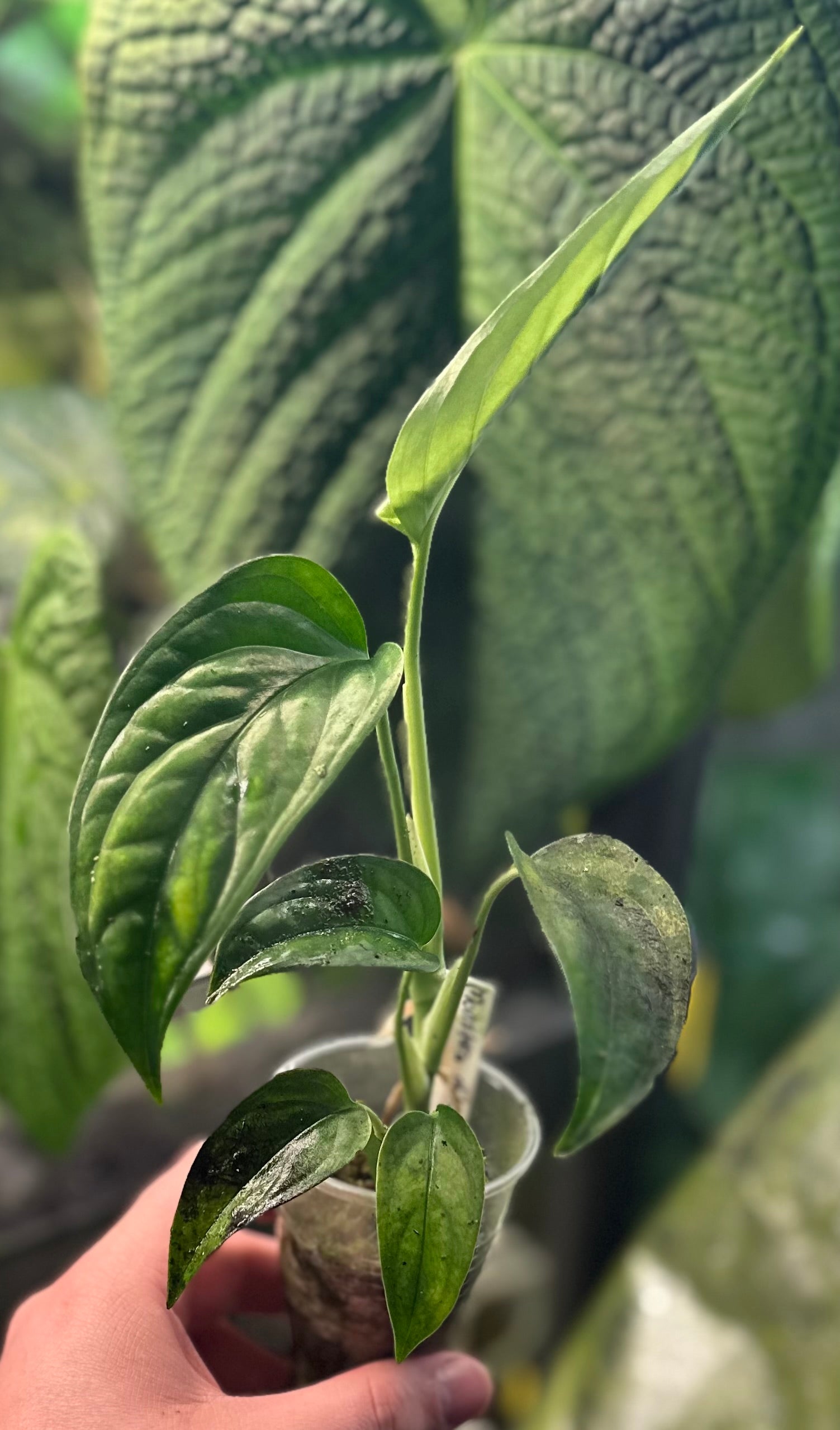 Monstera obliqua “Huanuco”