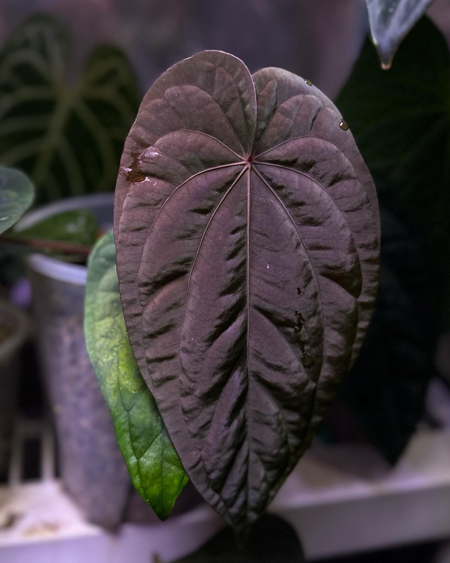 Anthurium dressleri NSE “Obsidian”