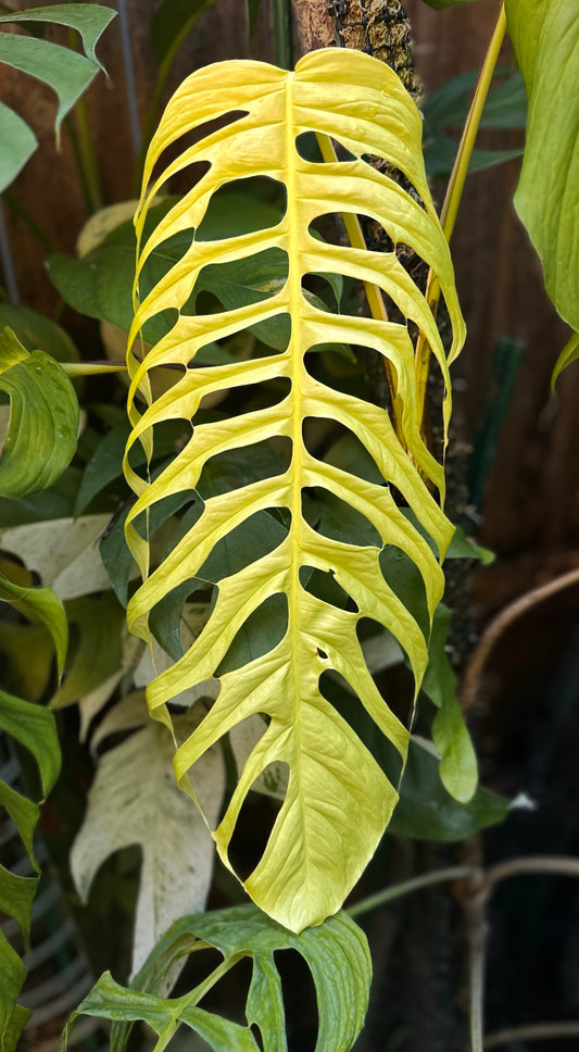 Monstera filamentosa *EXTREMELY RARE*