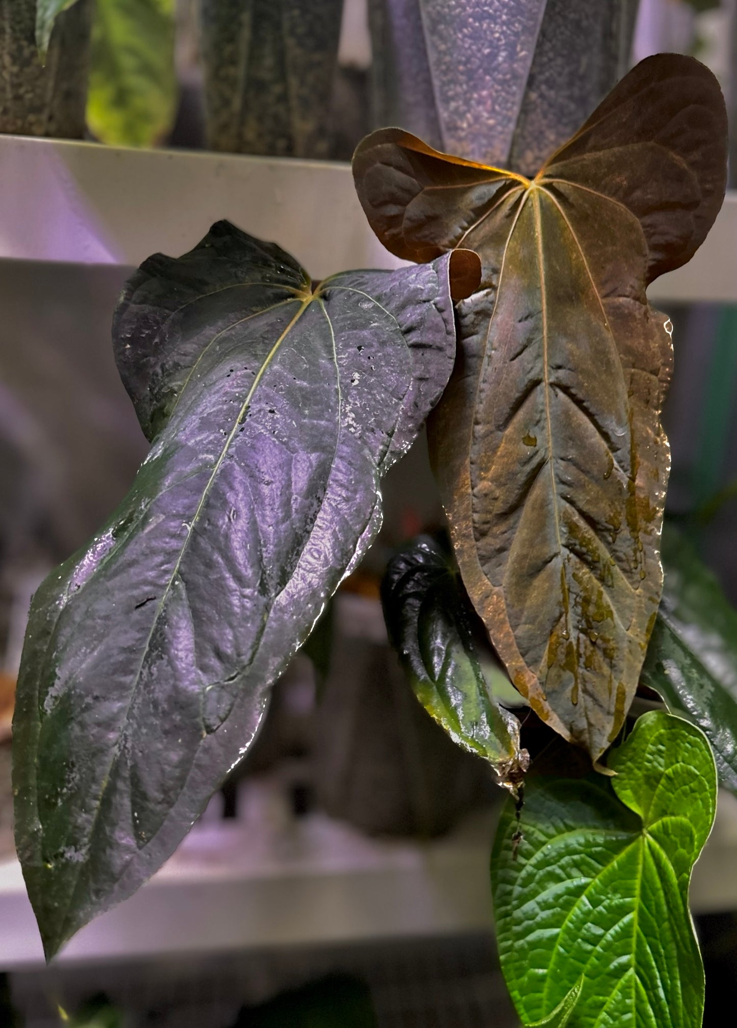 Anthurium papillilaminum ‘FS’ x ‘RL’