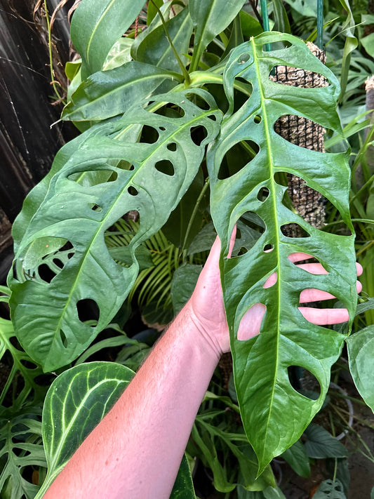 Monstera obliqua “Ecuador” var. Longifolia