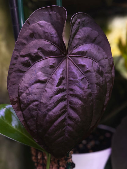 Anthurium dressleri RG (F2 x Black) F2 "Aspis" x "Purple Haze"