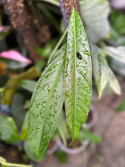 Monstera obliqua Yasuní (Luc)