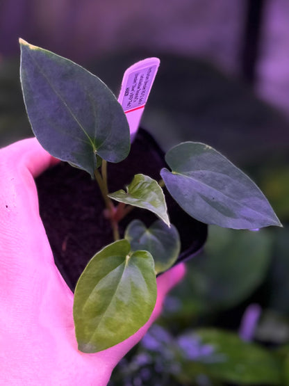 Anthurium (dressleri RG F2 x carlablackiae “Amanda”) x (dressleri “Oliver” x BVEP “Felix”)