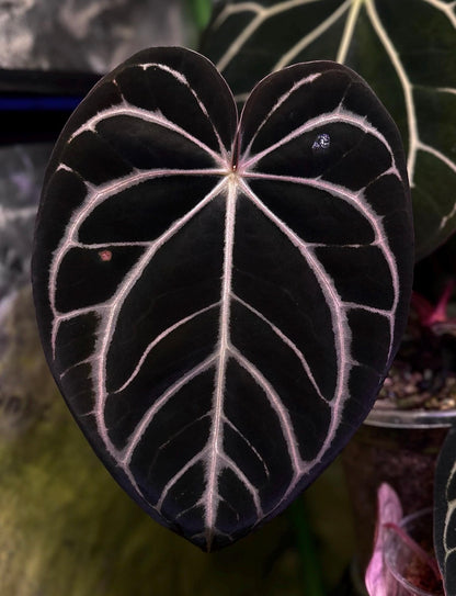 Anthurium dressleri RG (Black x F2) x carlablackiae RA10 s1 *sprouted seeds*