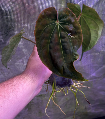 anthurium and black cinders Anthurium (dressleri RG F2 x carlablackiae) x dressleri “Obsidian” – AABexotics