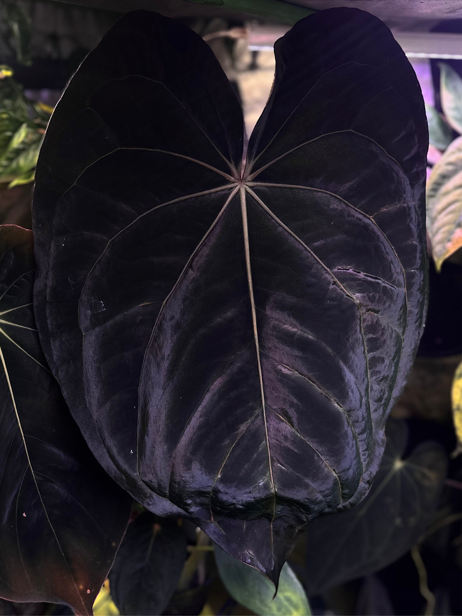 anthurium karma black Anthurium carlablackiae RA5x10 x (dress RG F2 x carla "Amanda") – AABexotics