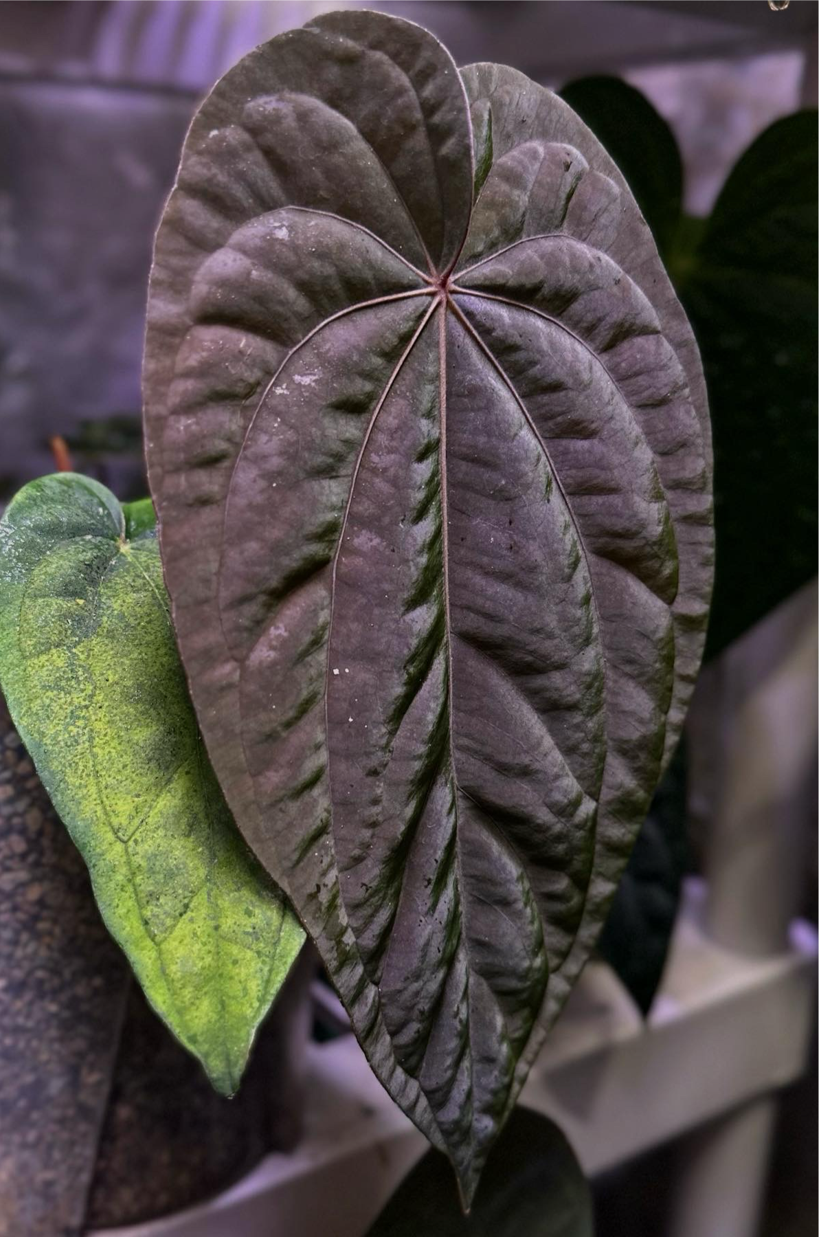 Anthurium carlablackiae RA10 (s1) x dressleri "Obsidian" *seedlings*