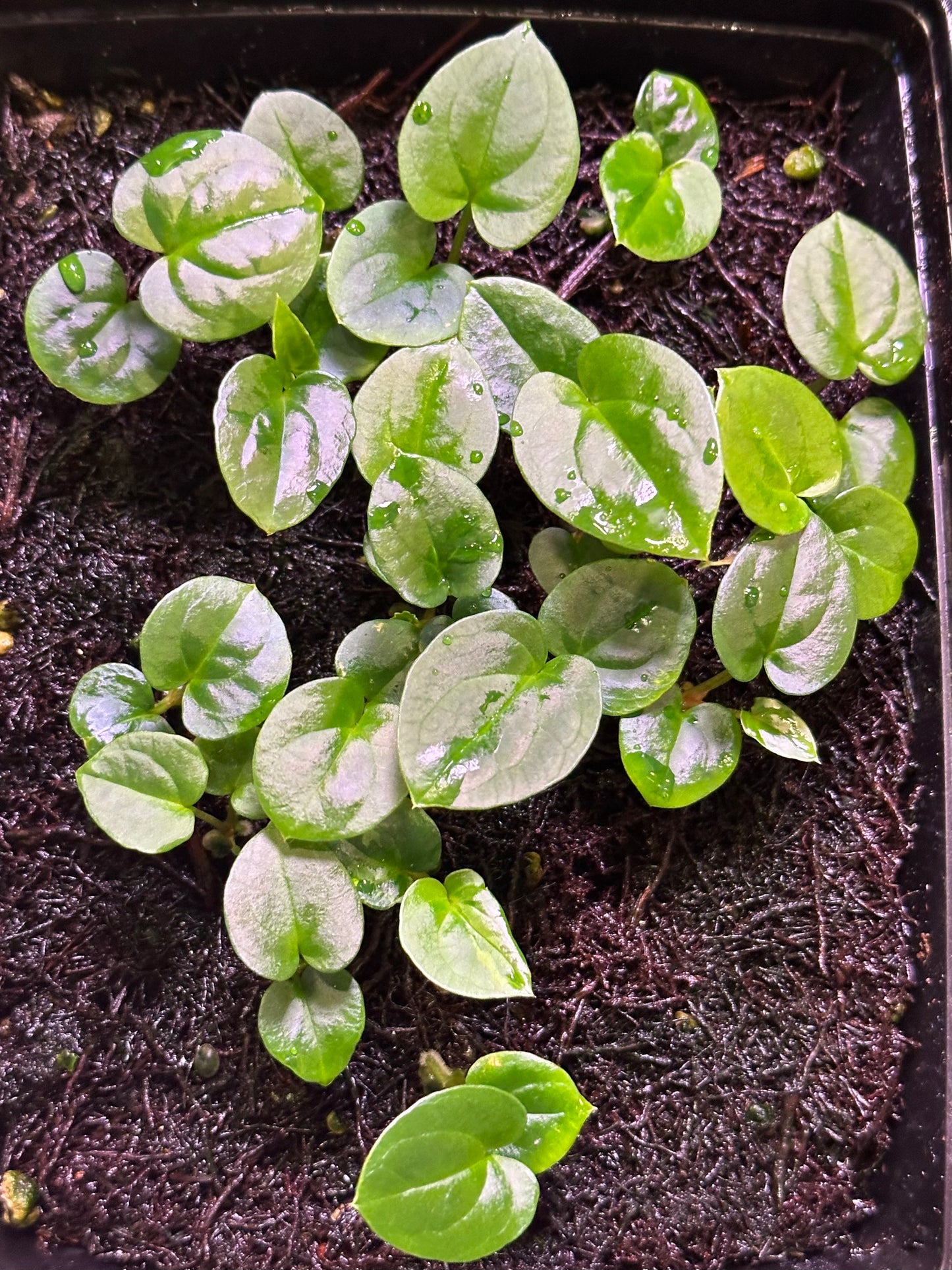 Anthurium (dressleri RG F2 x carlablackiae) x dressleri NSE “Obsidian”