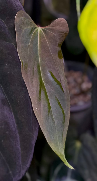 Anthurium papillilaminum ‘Ree Gardens’ x ‘Old Lineage’