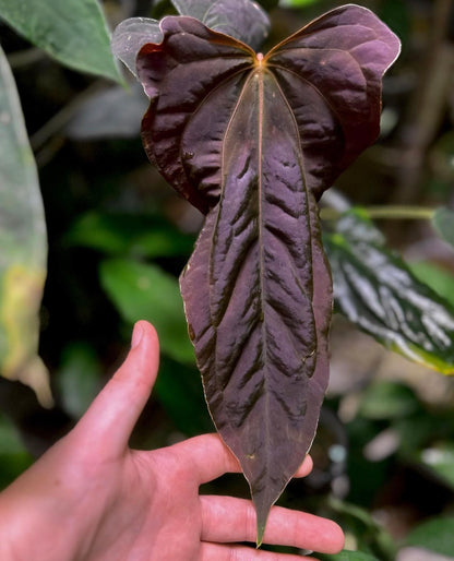 Anthurium papillilaminum ‘FS’ x ‘RL’