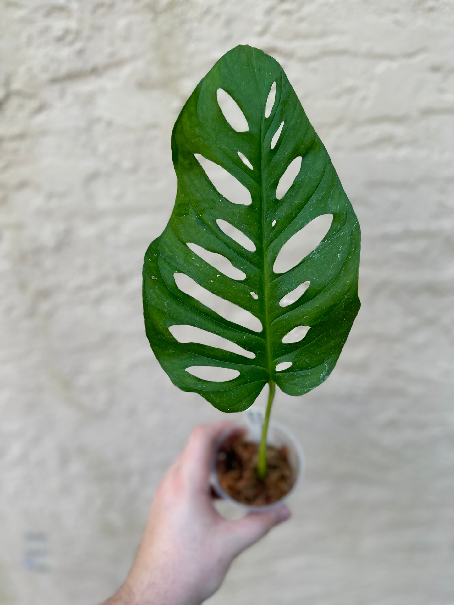 Monstera bundle #13 (Matt)