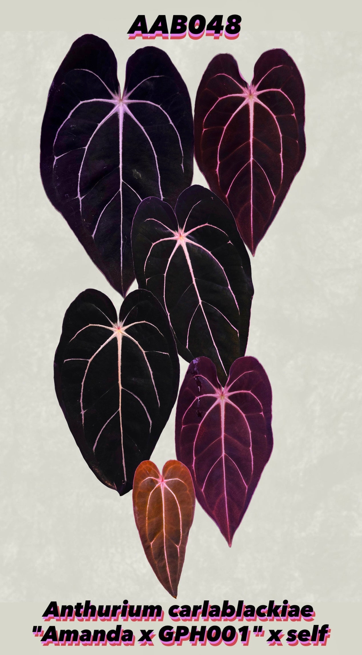 Anthurium carlablackiae "Amanda x GPH001" s1