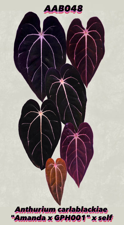 Anthurium carlablackiae "Amanda x GPH001" s1