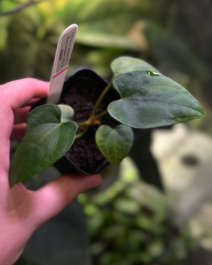 Anthurium dressleri RG x (Black dressleri x RG F2 dark) *seedlings*