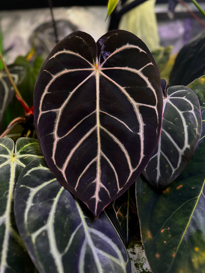 Anthurium carlablackiae RA10 (s1) x dressleri "Obsidian" *seedlings*