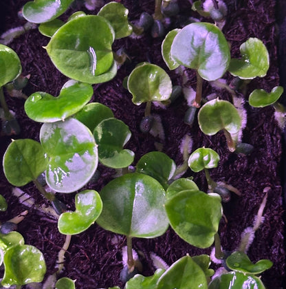 Anthurium dressleri RG (F2 x Black) F2 "Aspis" x "Purple Haze"