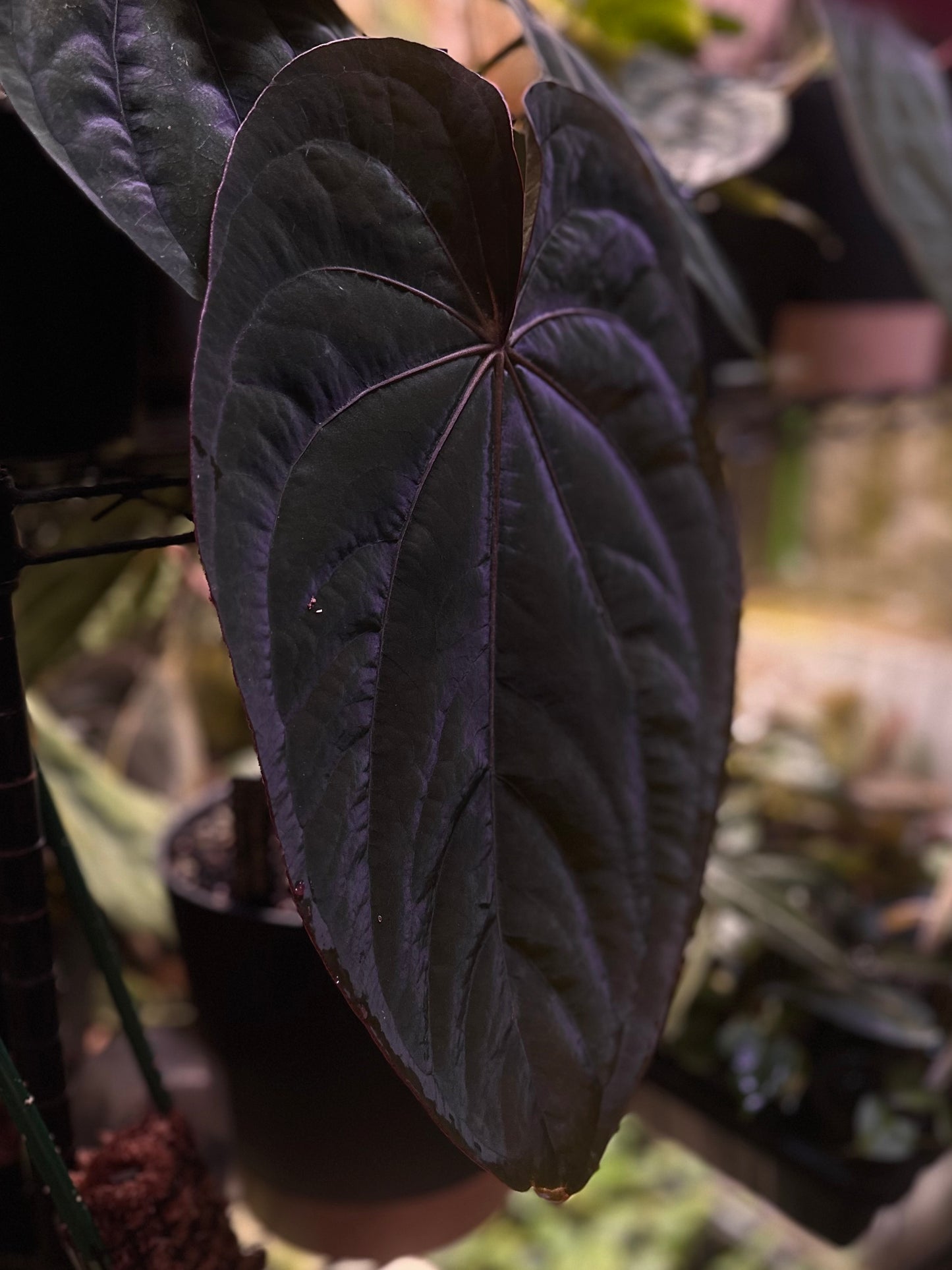 Anthurium dressleri RG (F2 x Black) F2 "Aspis" x "Purple Haze"