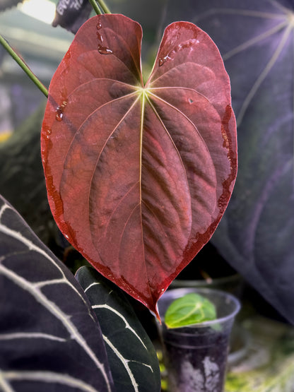 Anthurium antolakii (BVEP) "Round x RA1" x dressleri "Obsidian" *seedlings*