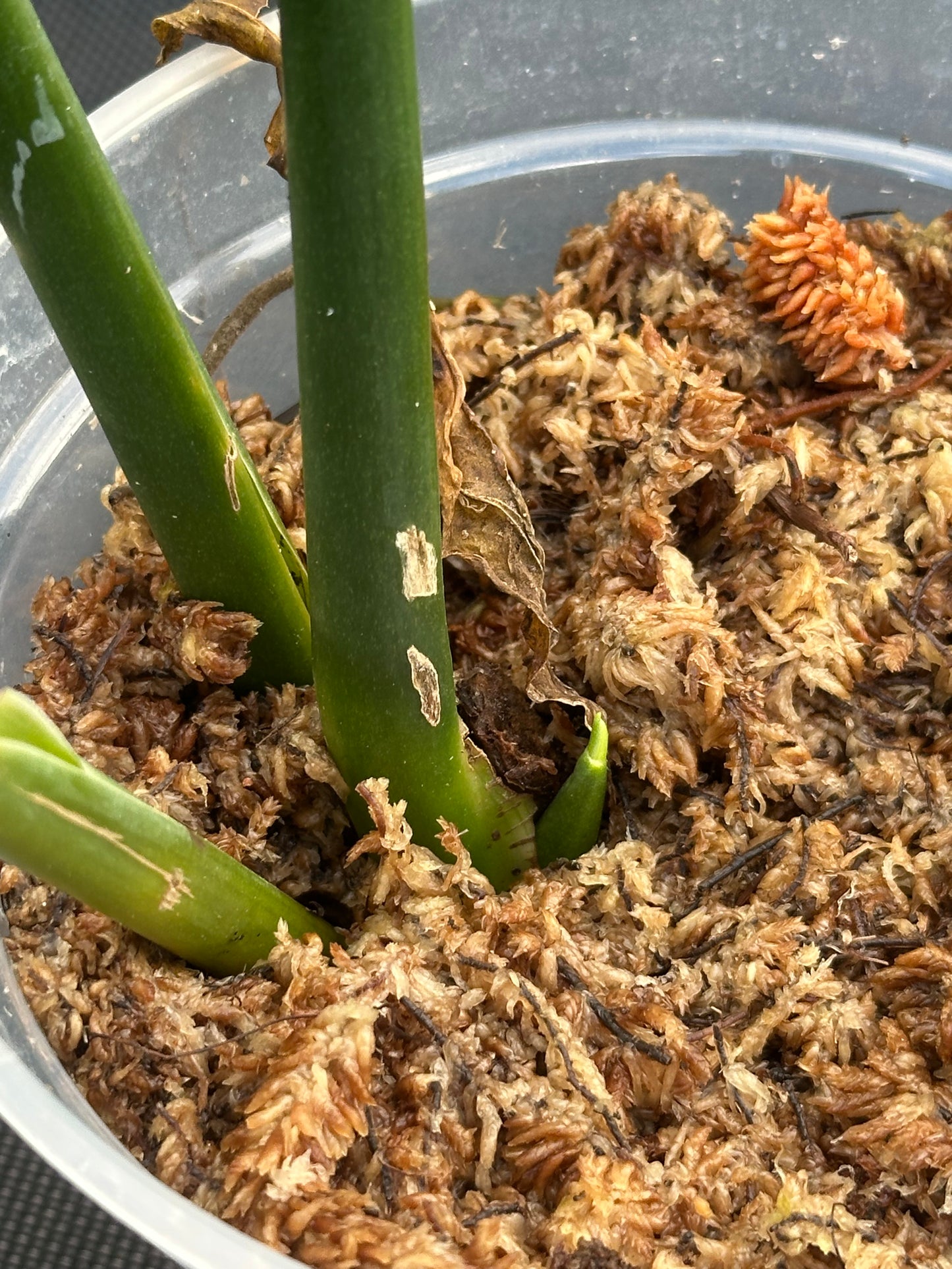 Monstera croatii *EXTREMELY RARE*