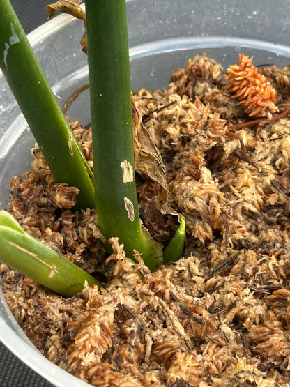 Monstera croatii *EXTREMELY RARE*