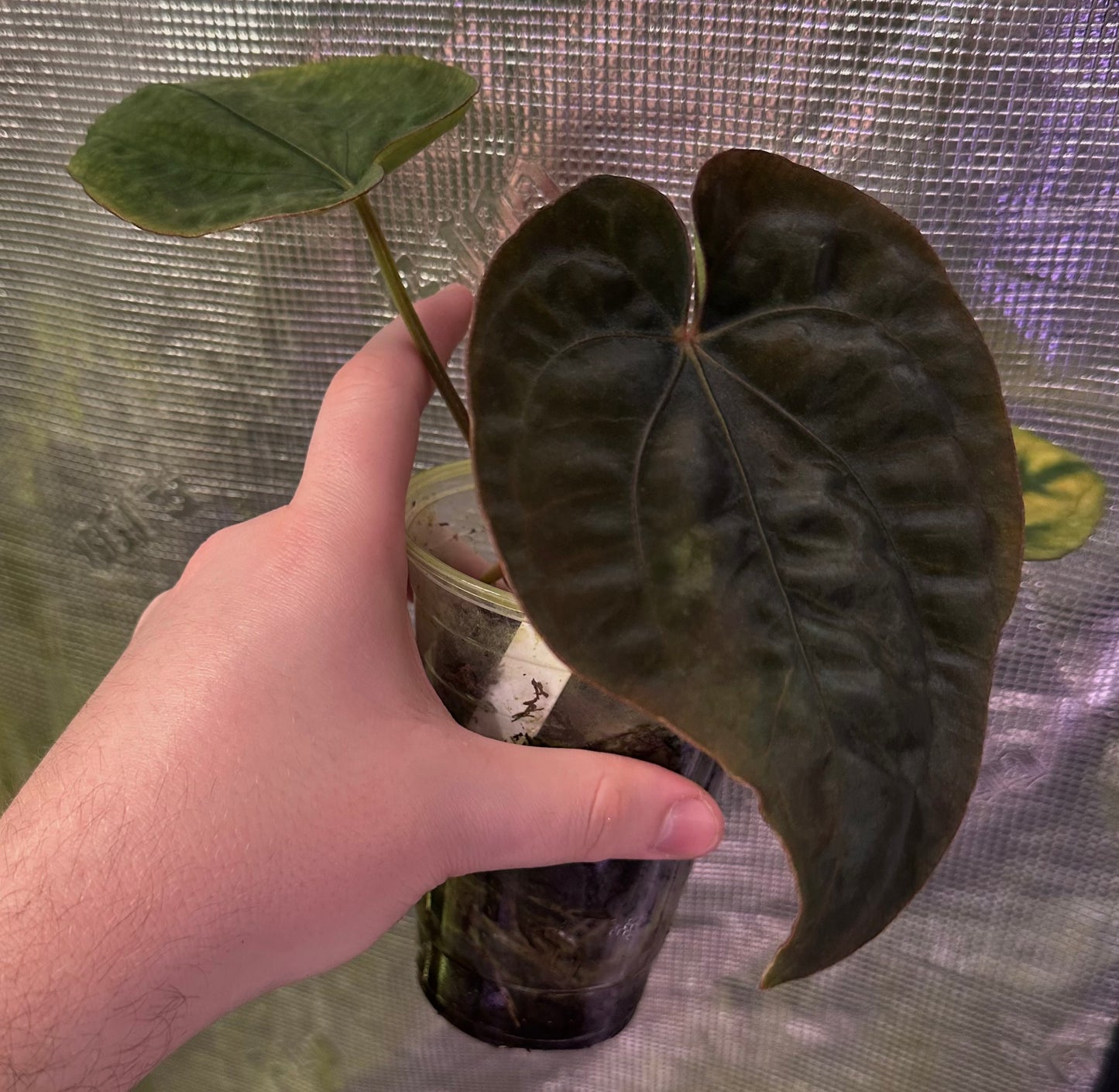 Anthurium dressleri RG F2 x Black dressleri