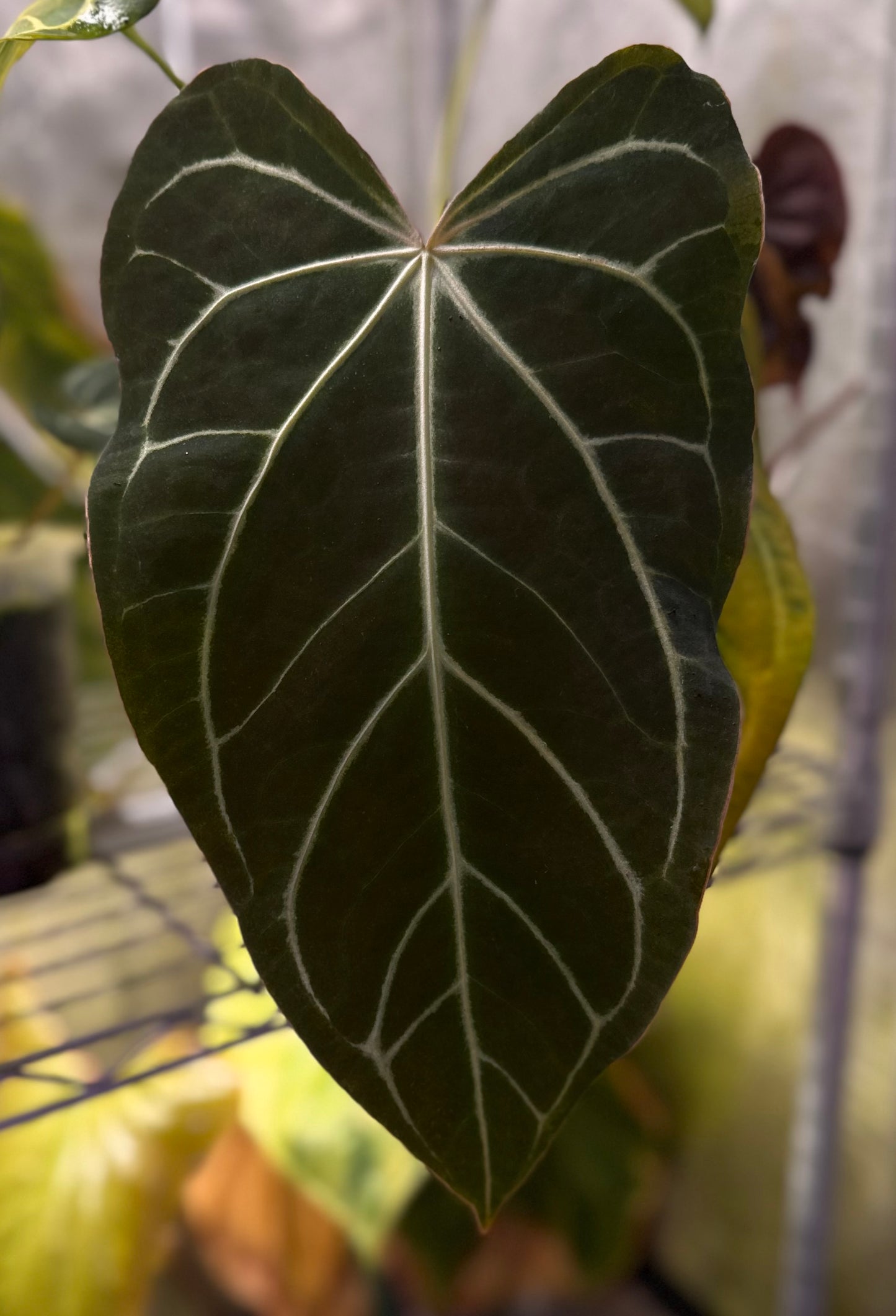 Anthurium ‘FTG crystallinum’ x carlablackiae