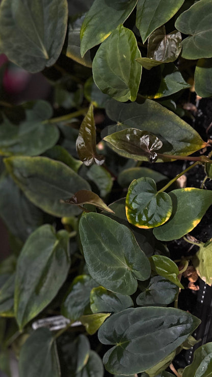*FLASH SALE* 2x Anthurium dressleri "Obsidian" x (Black dressleri x RG F2 dark)