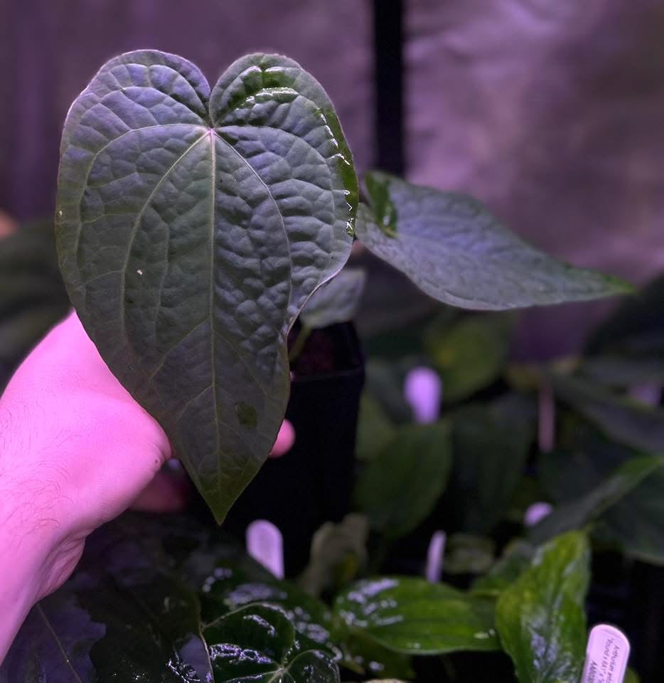 Anthurium (BVEP x NSE red crystallinum) x ((carla x pap) x splendidum) *seedlings*