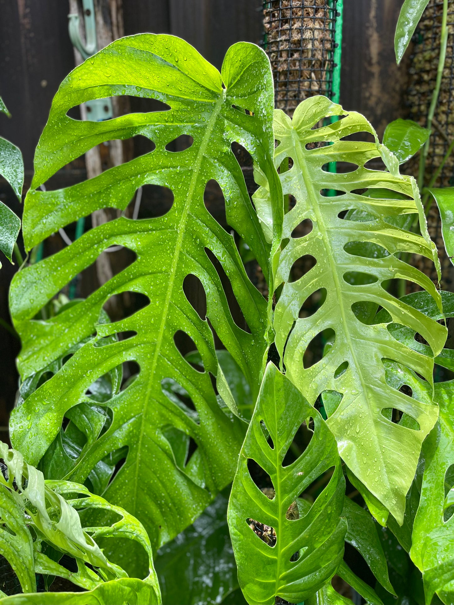 Monstera punctulata